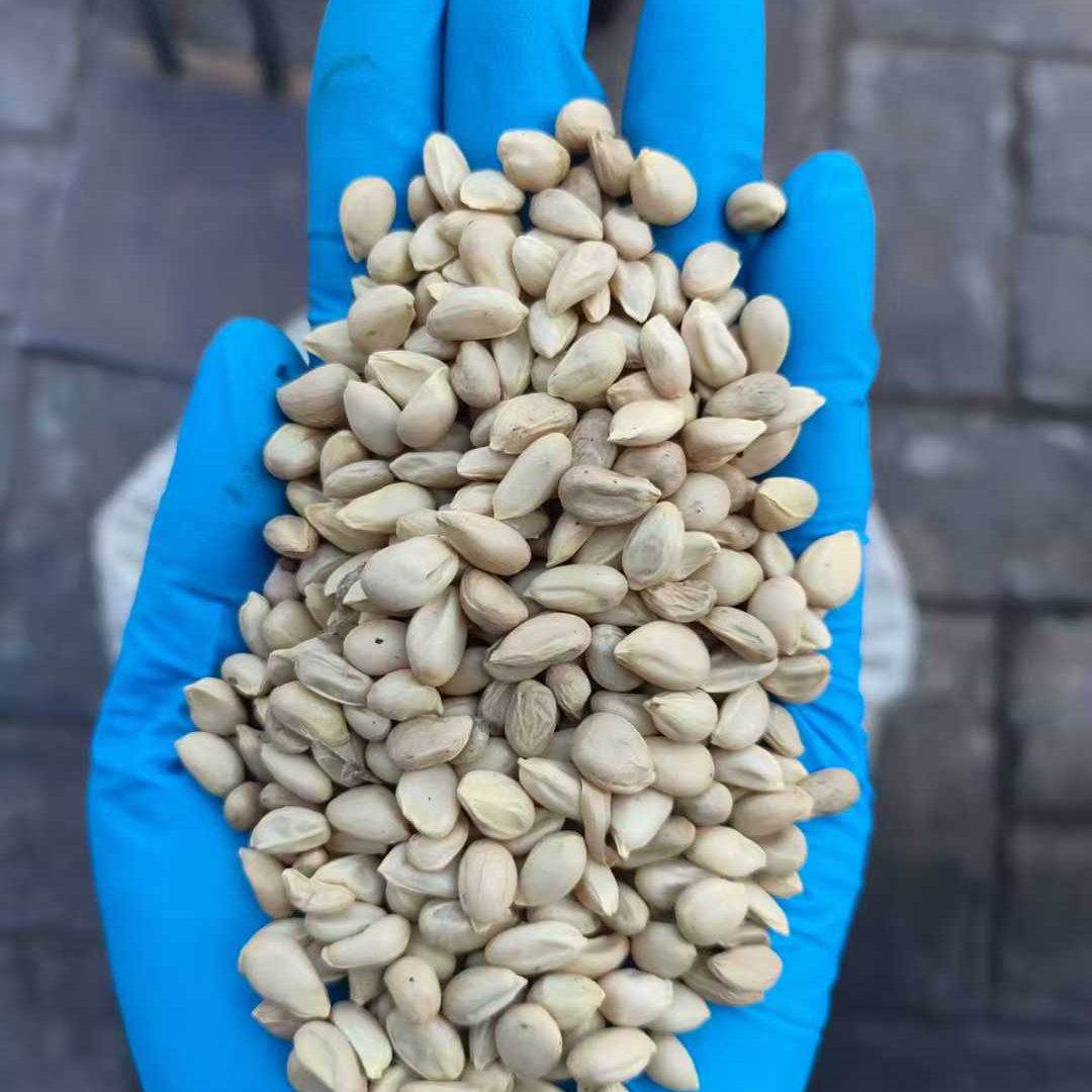 枸橘种子2025年新货4