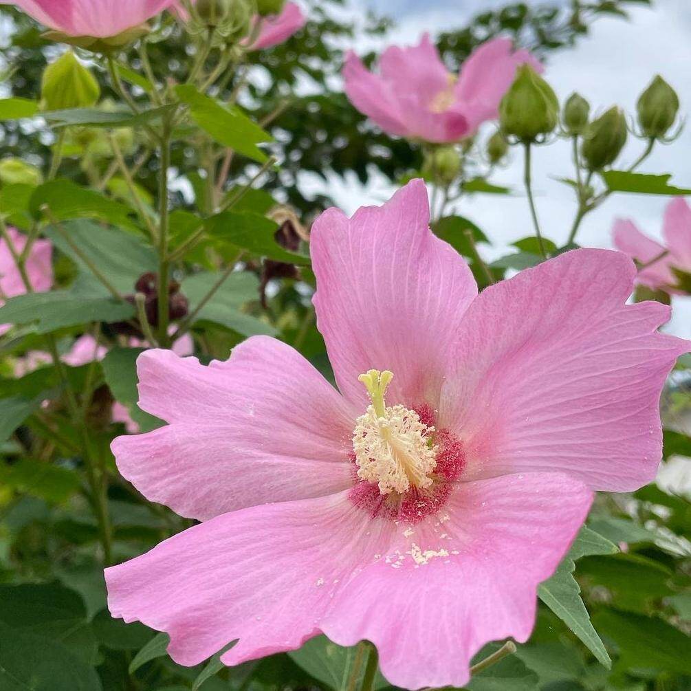 木芙蓉种子4