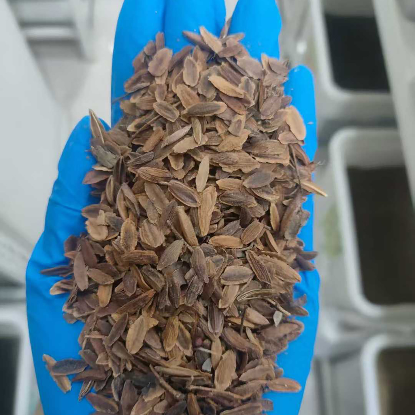 暴马丁香种子