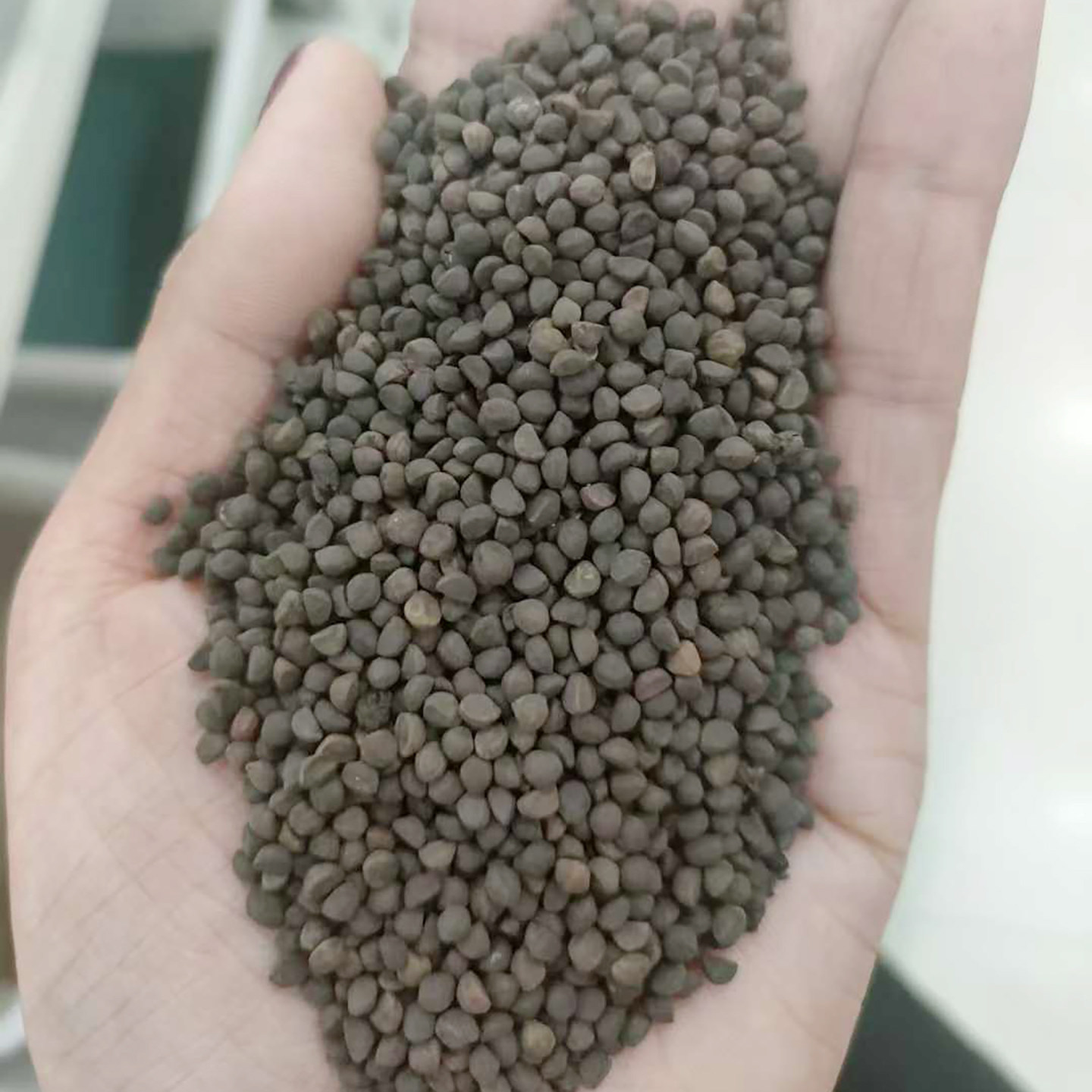 圆叶茑萝种子