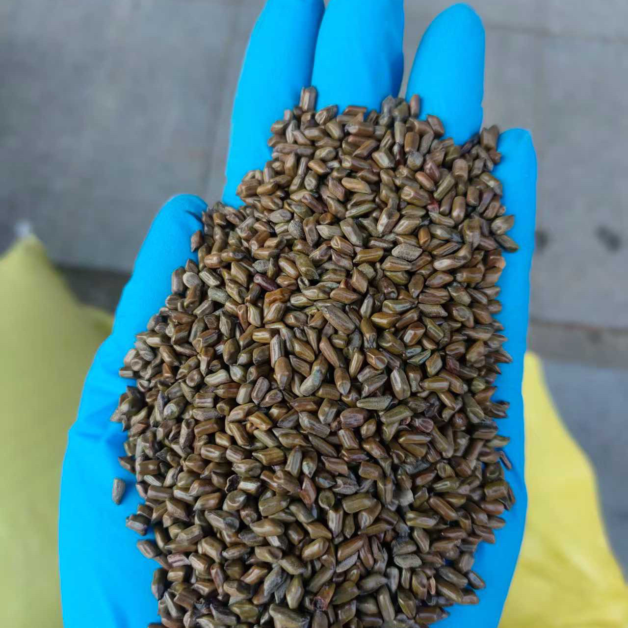 决明子种子决明孑沙滩玩具泡茶装枕头籽3