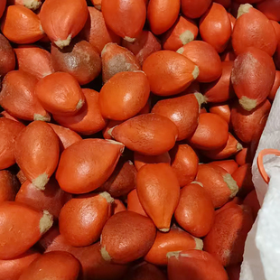 铁树种子也叫凤凰蛋