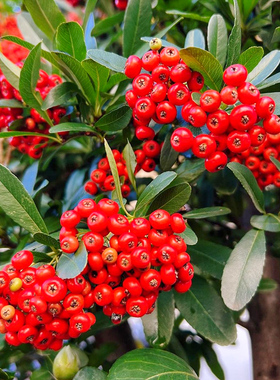 火棘种子果吉祥果火把果救军粮红子刺栅栏Pyracantha fortuneana4