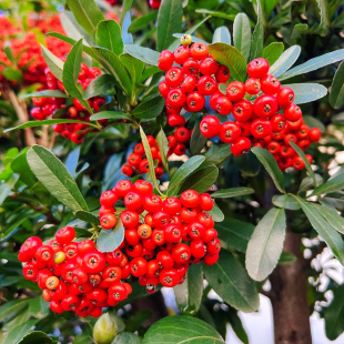 火棘种子果吉祥果火把果救军粮红子刺栅栏Pyracantha fortuneana4