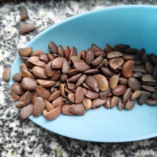 也生有核柿子树盆景实生苗果树种子老品种小果甜柿树籽树种4