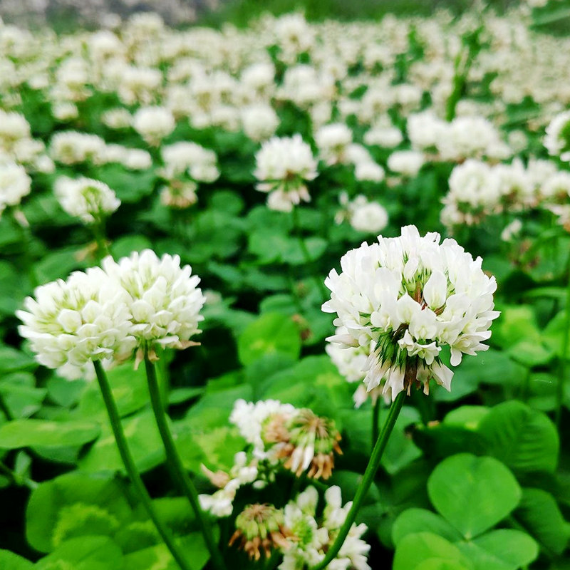 白车轴草种子也叫白花苜蓿、金花草、菽草翘摇、白花三叶草
