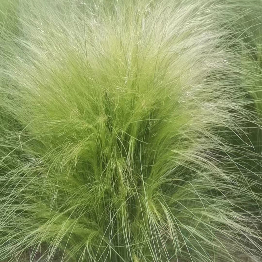 细茎针茅种子也叫墨西哥羽毛草、细茎针芒，利坚草