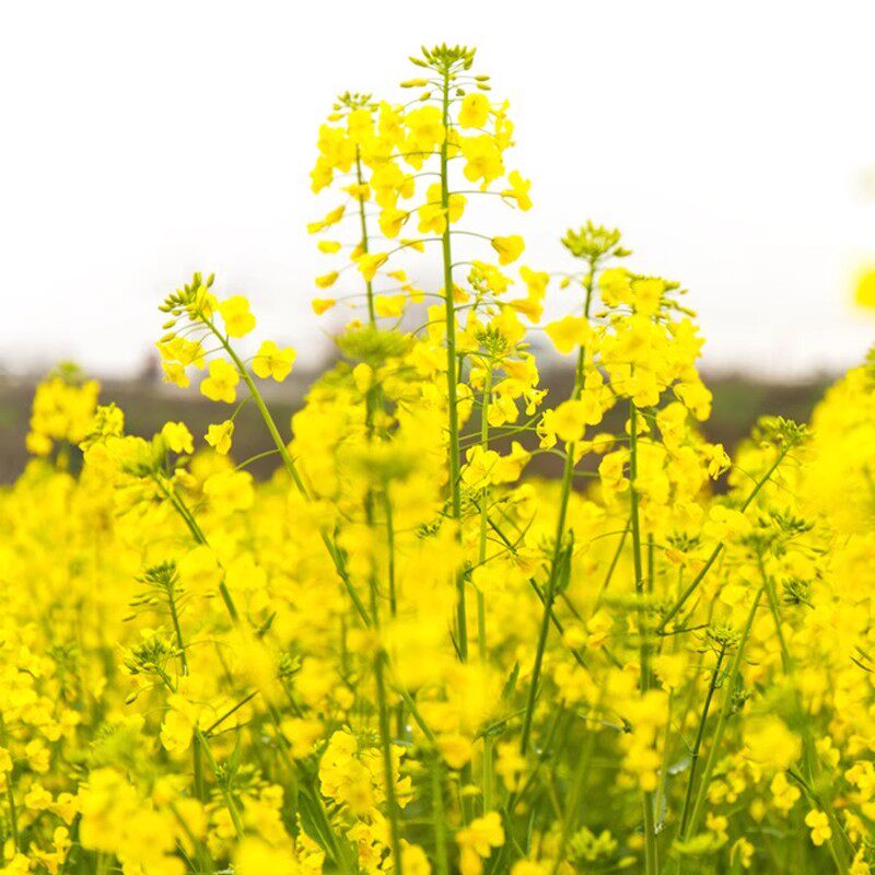 黄色油菜籽种子当季新采油菜花种子食用榨油观赏绿化花海蜜源包邮