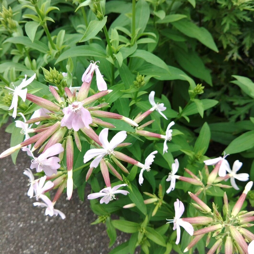 石碱花种子肥皂草观花种籽