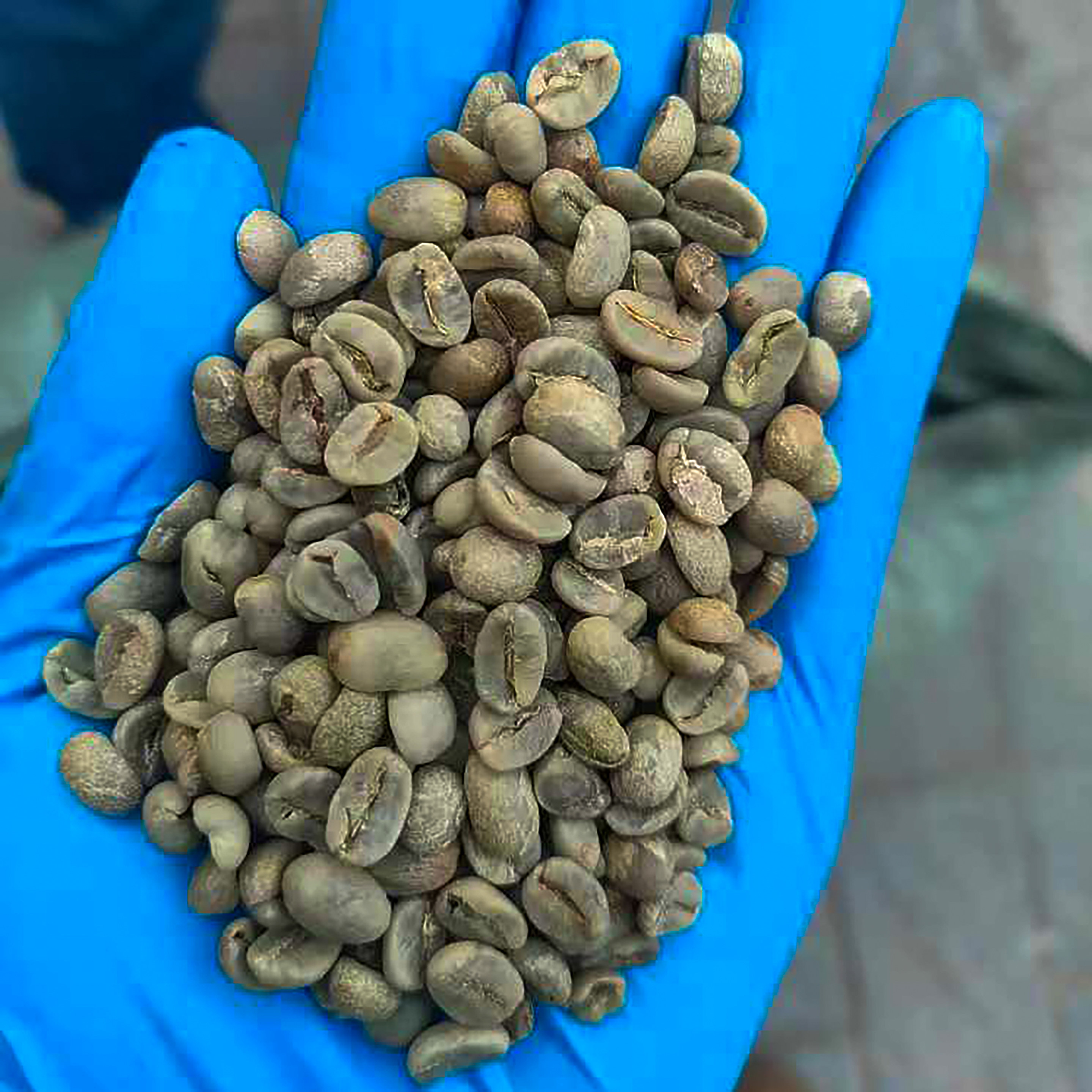 咖啡豆种子 咖啡豆种籽 小粒咖啡树苗 卡蒂姆CATIMOR 发芽率很高4
