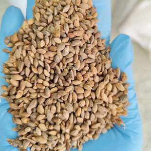 马尾松种子新货4