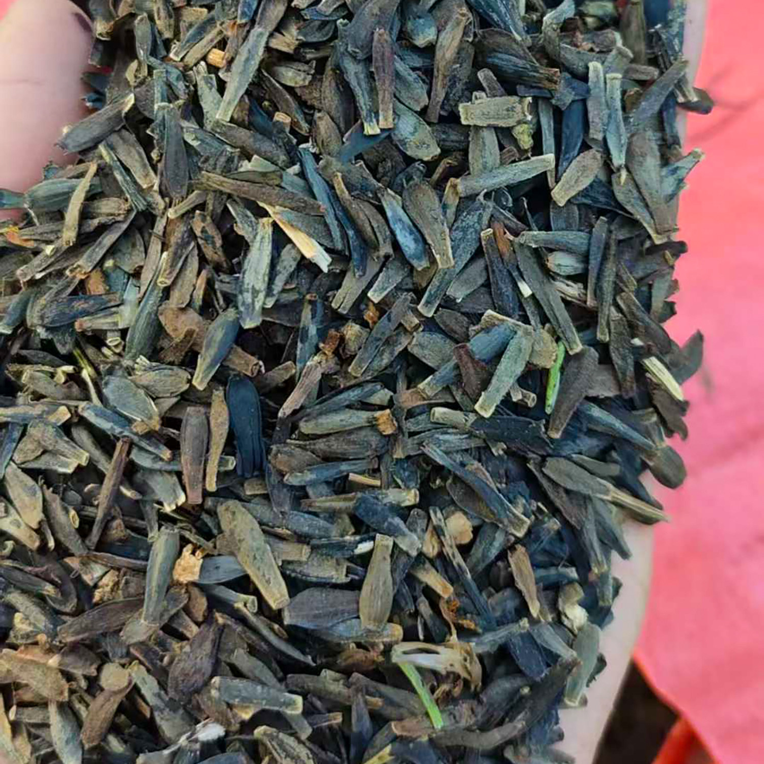 小丽花种子