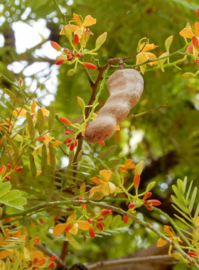 酸角种子罗望子酸豆种籽甜目坎甜角麻夯4多年生酸梅木罕种孑