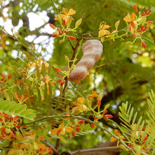 酸角种子罗望子酸豆种籽甜目坎甜角麻夯4多年生酸梅木罕种孑