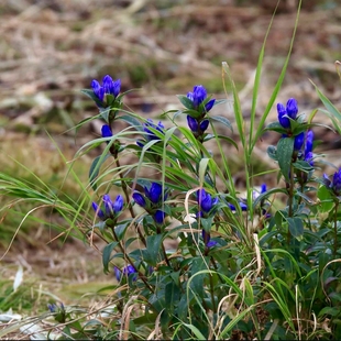 龙胆草种子也叫龙胆、龙胆花、胆草、苦胆草3