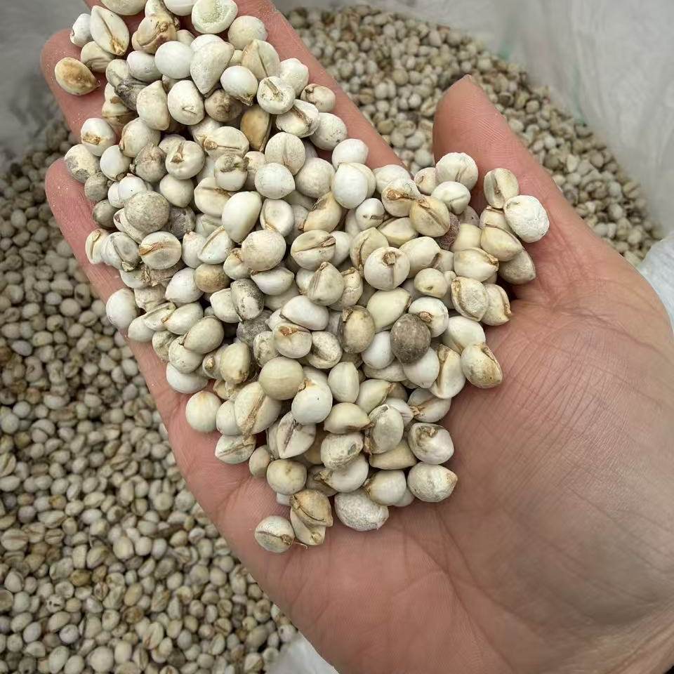 乌桕种子籽果种子丛生盆景素材用种籽腊子树桕子树观叶种孑4