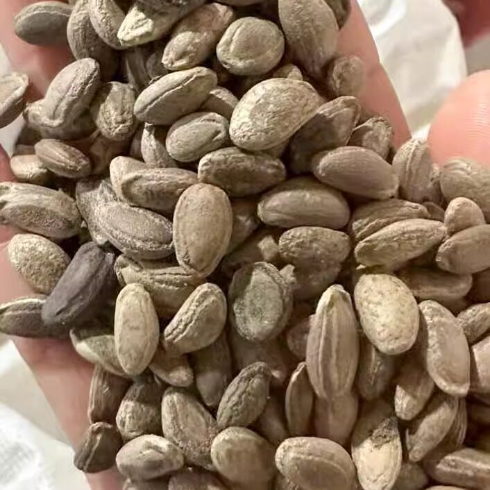 瓜蒌种子3