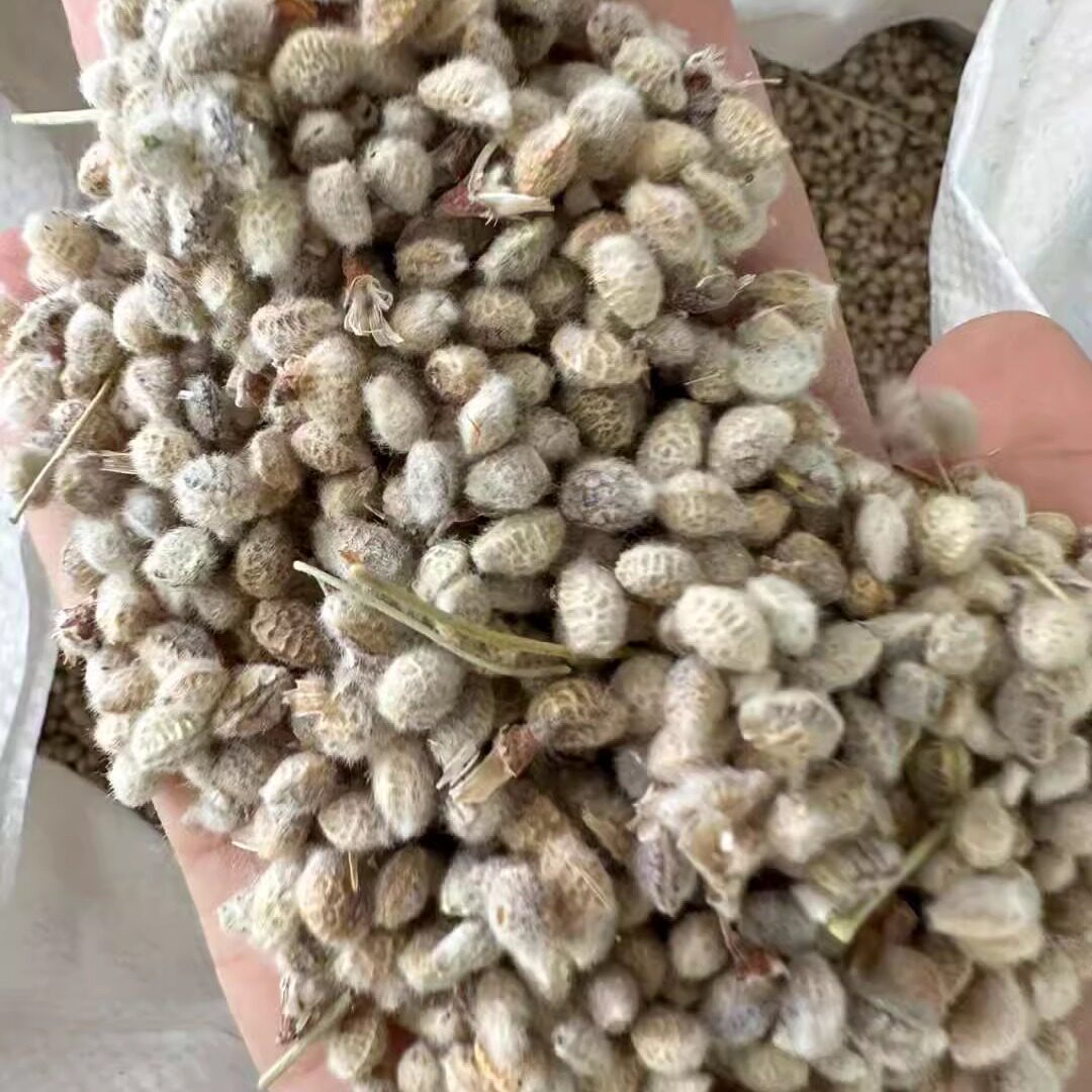 花棒种子牧草种子籽抗风沙护坡固土籽牧草1