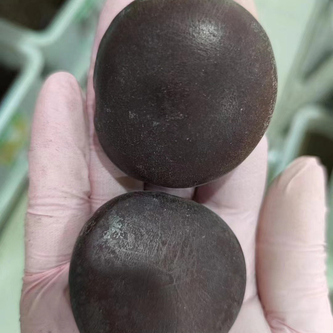 平安豆种子林木攀援九龙藤4四季常青榼藤子种籽草种子