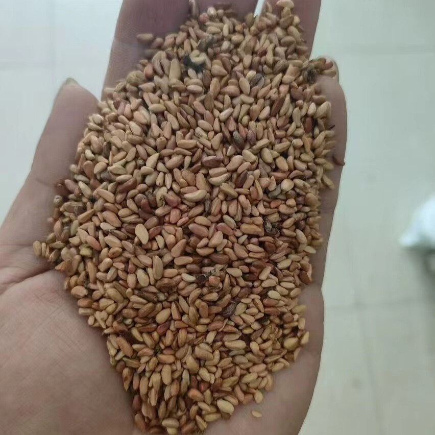 红刺玫种子花种4