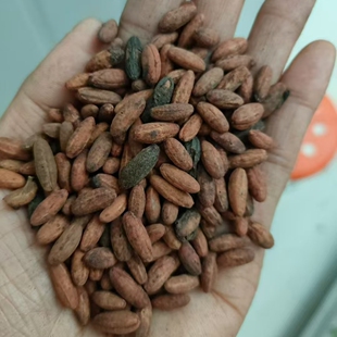 山茱萸种子 Siebold officinalis Zucc4 Cornus