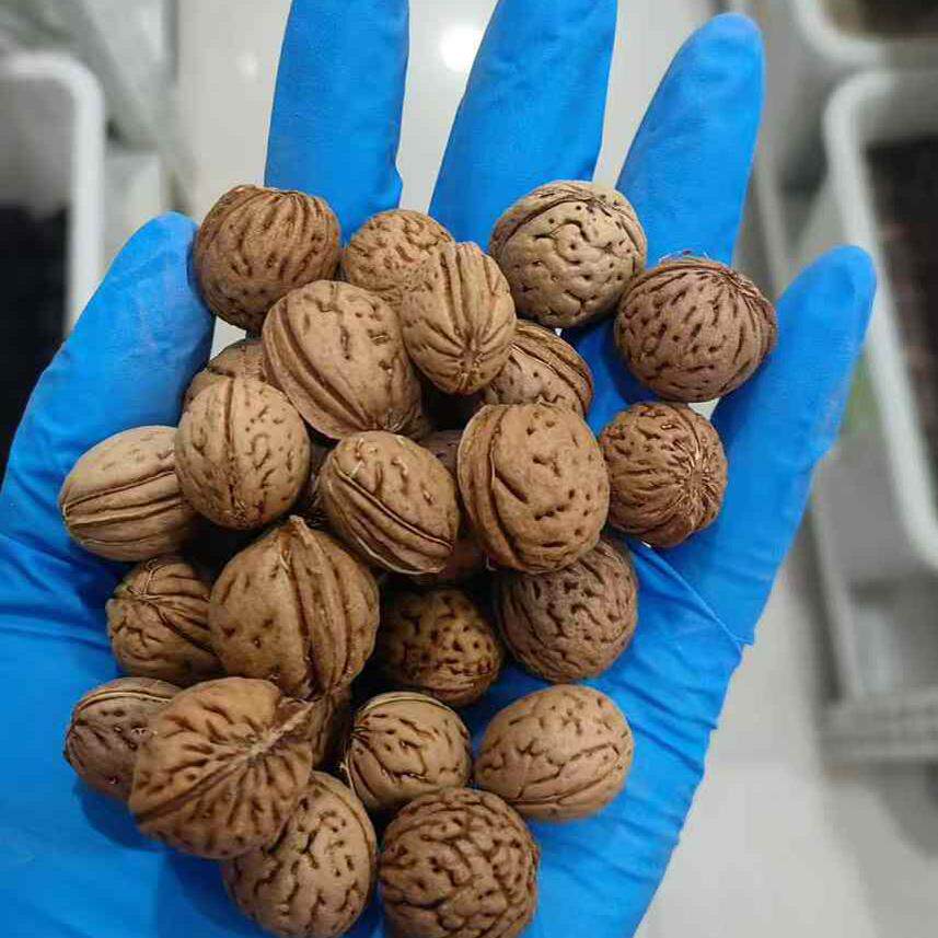 毛桃种子毛桃核山杏子树桃树种子山桃种子可做嫁接梅花砧木果树籽