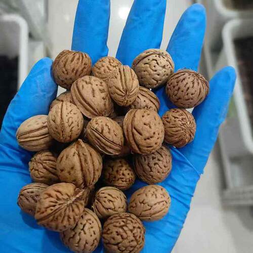 毛桃种子毛桃核山杏子树桃树种子山桃种子可做嫁接梅花砧木果树籽