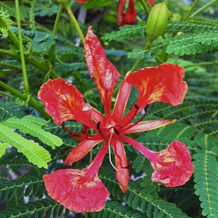 凤凰木种子也叫金梭子4