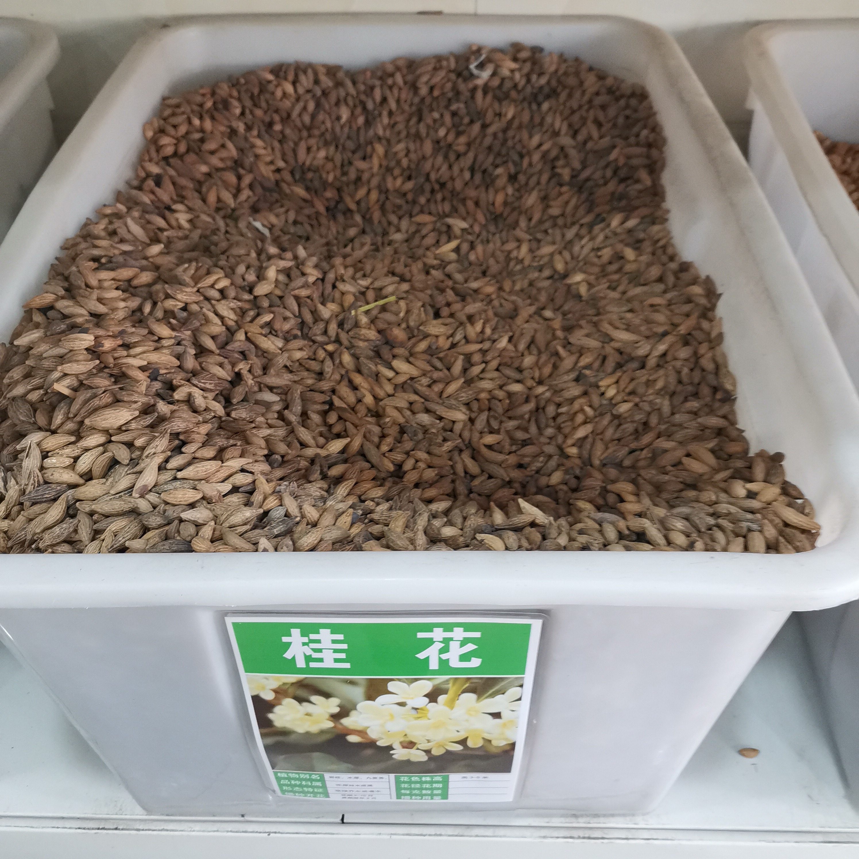 桂花种子四季浓香型桂花树种籽室内阳台易种绿化办公室盆栽花卉籽