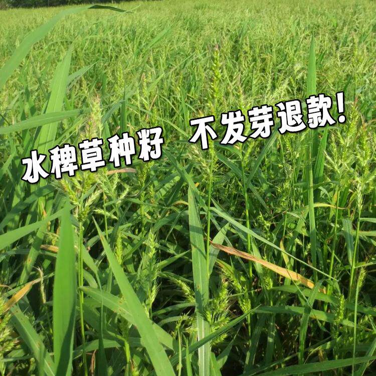 水稗草籽种子水草耐水淹耐旱湖南稷子养殖鱼虾蟹牧草籽小米草籽