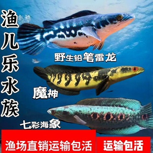 大铅笔鱼活雷龙小盾鳢 黑魔神红帝王 雷龙鱼 大型雷龙鱼活体鱼