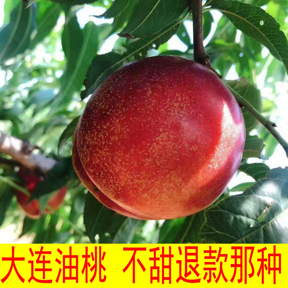 大连黄油桃黄油桃芒果桃黄金密桃图片