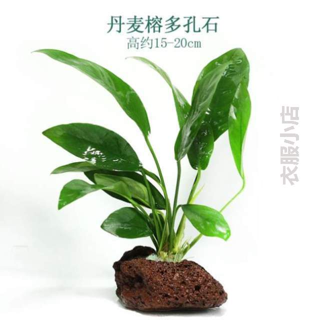 鱼缸免.水草一体生态植物共养和鱼冒泡真草养鱼专用无泥打理水培