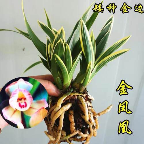 内卷破价花艺双全金边矮种金凤凰客厅阳台绿植盆栽