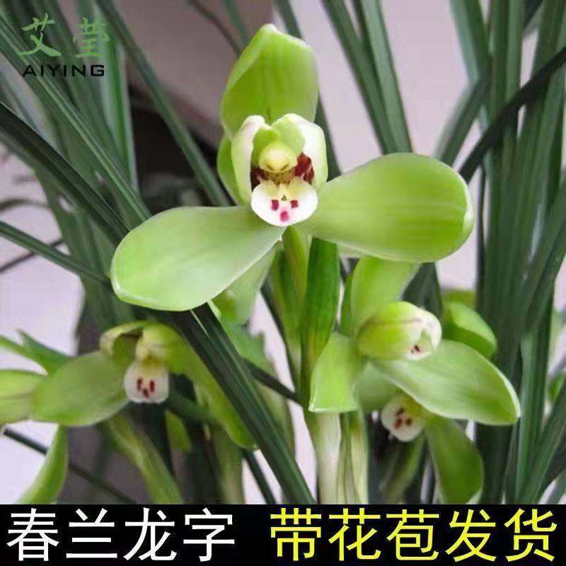 春兰老八种经典名品龙字冬季带花苞绿植盆栽,鲜花速递/花卉仿真/绿植园艺,国兰/杂交兰/洋兰类,淘宝优惠券,粉丝福利购,淘宝优惠卷