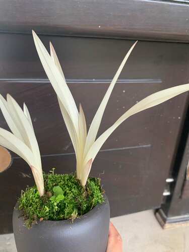 特漂亮新品兰花 (七彩 白玉)镇园之宝 值得收藏适合室内盆栽