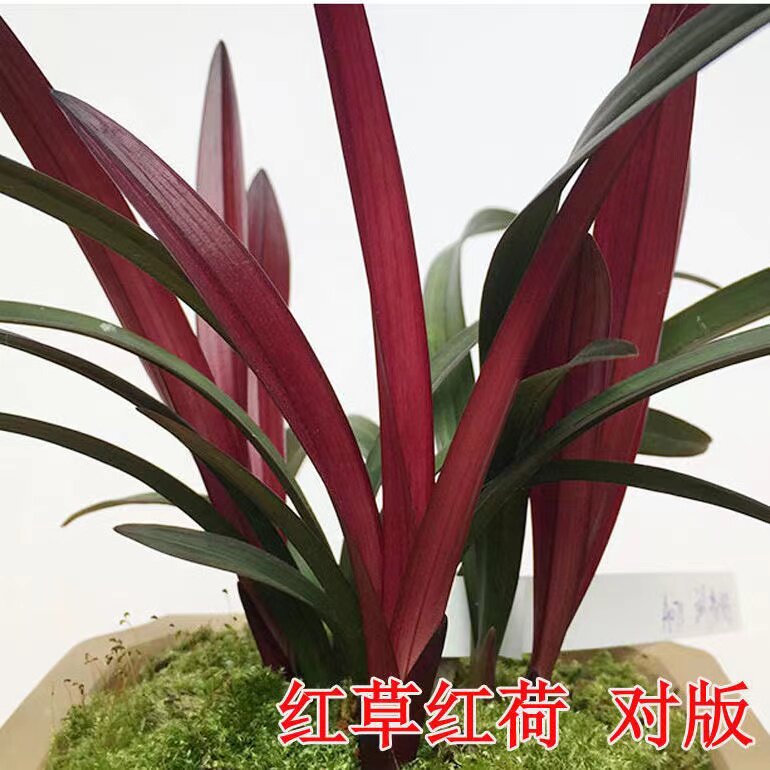 建兰红草红荷四季兰精品兰花苗绿植盆栽