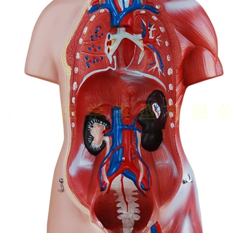 胸腹部女性消化cm结构专业学生结构图人体躯干模型心脏儿童可拆卸