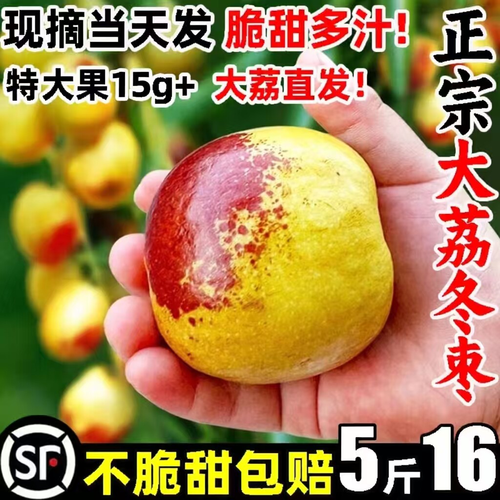 【现货速发冬枣！当天发】