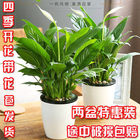 水里养的花价格 水里养的花图片 星期三