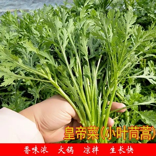 小叶茼蒿种子皇帝菜种籽光杆蒿子秆四季播阳台盆栽庭院蔬菜籽种植