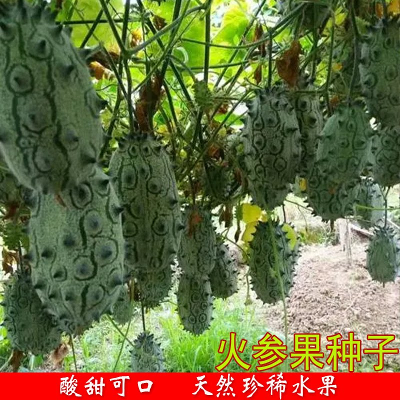 火参果种子刺角瓜海参果非洲水果家庭园艺种子