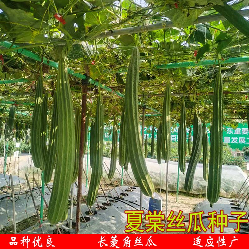 夏棠丝瓜种子长菱角丝瓜苗八角水家庭园艺种子