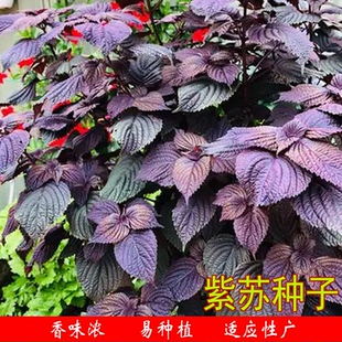 紫苏种子红紫苏野菜水升麻可食用味浓农家阳台盆栽四季菜种孑种植