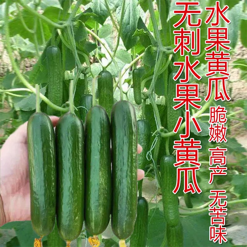 无刺水果黄瓜种子四季阳台