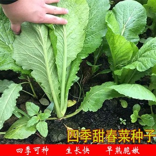 四季甜春菜种子小白青菜种四季农家香芥菜早熟快大阳台盆栽蔬菜种