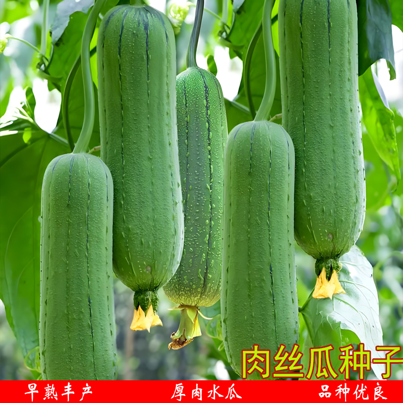 肉丝瓜种子丝瓜苗早熟清甜厚肉水瓜种孑秧苗农家春秋季阳台菜籽孑,鲜花速递/花卉仿真/绿植园艺,家庭园艺种子,淘宝优惠券,粉丝福利购,淘宝优惠卷