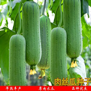 肉丝瓜种子丝瓜苗早熟清甜厚肉水瓜种孑秧苗农家春秋季阳台菜籽孑