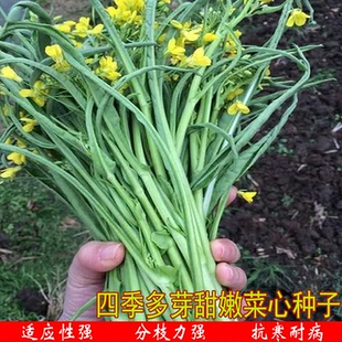 四季多芽甜嫩菜心种子十月柳叶中晚熟率高卷叶耐老化农家蔬菜种植
