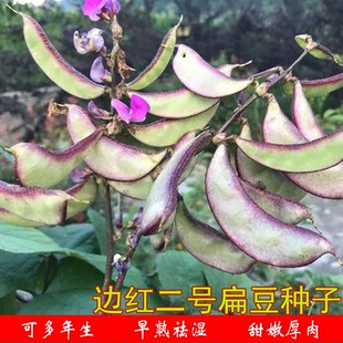 边红二号扁豆种子紫眉紫边扁豆种苗丰产农家庭院早熟厚肉四季菜孑